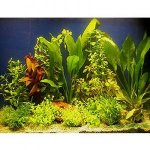 Lot de plantes pour aquariums de 100 à 120 cm