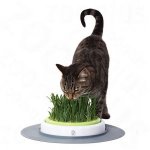 Jardin d'herbe pour chat  kit à planter (24 cm de diamètre environ)